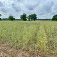 39 Acres in Dooly County GA images 5