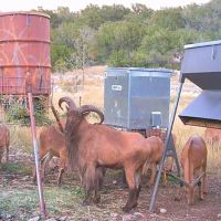 5 P Ranch images 2