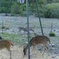 5 P Ranch images 3