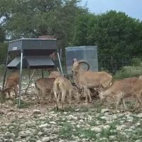 5 P Ranch images 4
