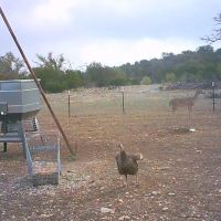 5 P Ranch images 5