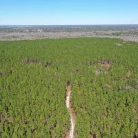 Madison Forest