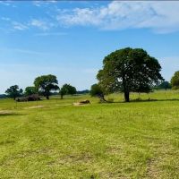 Back on Market 133.31 Acres Callahan County images 5
