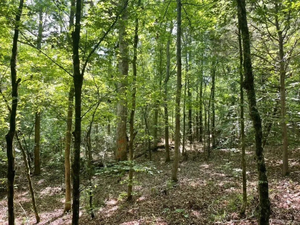 - 16.2 on Lincoln Road Lot 4 in Gray Court SC featured image