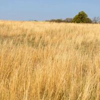 Ford 255 Acres images 3