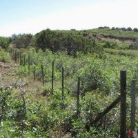 Cedaredge Mountain Land images 5