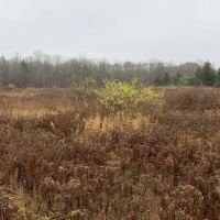 4 acres Building Lot with Views Field and Woods in Allen NY on Klein Road