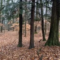 4 acres Building Lot with Views Field and Woods in Allen NY on Klein Road images 3