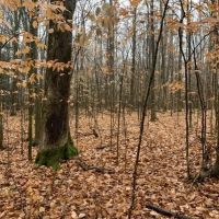 4 acres Building Lot with Views Field and Woods in Allen NY on Klein Road images 4