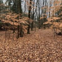 4 acres Building Lot with Views Field and Woods in Allen NY on Klein Road images 5