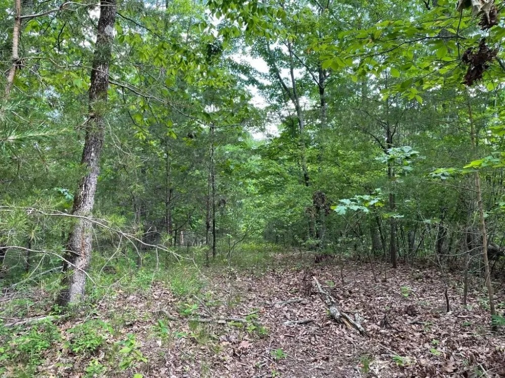 -48.35 Acres on Anthony Road in Pickens SC featured image