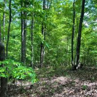 -48.35 Acres on Anthony Road in Pickens SC images 3