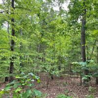 -48.35 Acres on Anthony Road in Pickens SC images 4