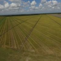 1450 Acre Row Crop Farm in Brazoria County