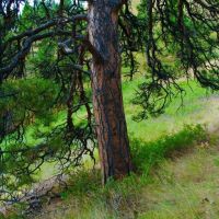 Box Canyon Beauty images 5