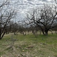 Available 27 Acres Tract 23 Callahan County images 5