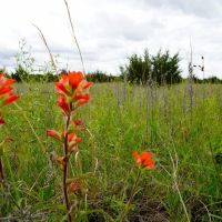 Lincoln County Oklahoma Hunting Recreational Land for Sale images 1