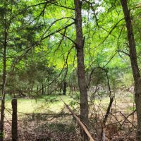 Wooded 6-Acres For Sale in Clarksville TX images 2