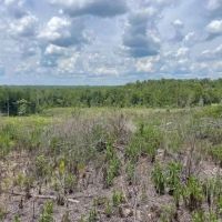 Bugs Lake East Tract images 4