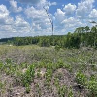 Bugs Lake East Tract images 5