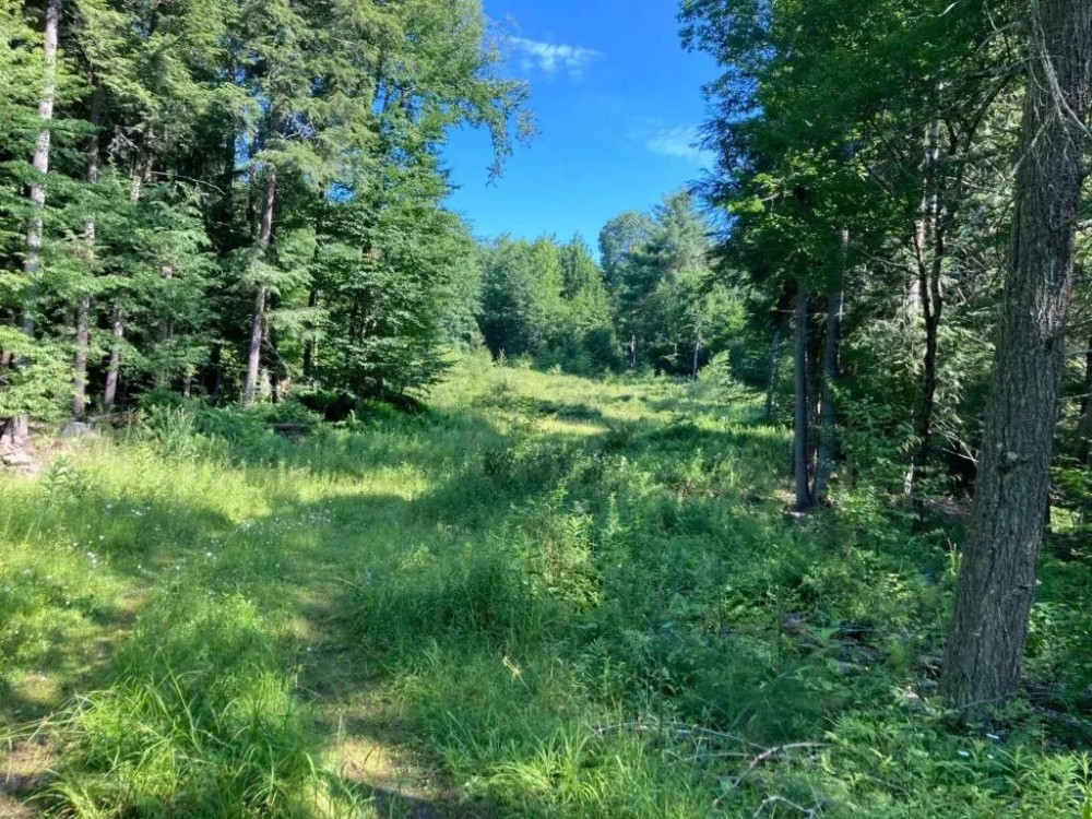 235 acres Hunting and Recreational Land in Davenport NY Delaware County Highway 11 near Oneonta featured image