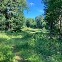 235 acres Hunting and Recreational Land in Davenport NY Delaware County Highway 11 near Oneonta