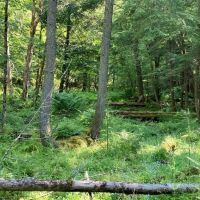 235 acres Hunting and Recreational Land in Davenport NY Delaware County Highway 11 near Oneonta images 2