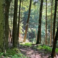 235 acres Hunting and Recreational Land in Davenport NY Delaware County Highway 11 near Oneonta images 3