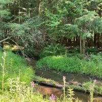 235 acres Hunting and Recreational Land in Davenport NY Delaware County Highway 11 near Oneonta images 4