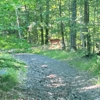 235 acres Hunting and Recreational Land in Davenport NY Delaware County Highway 11 near Oneonta images 5