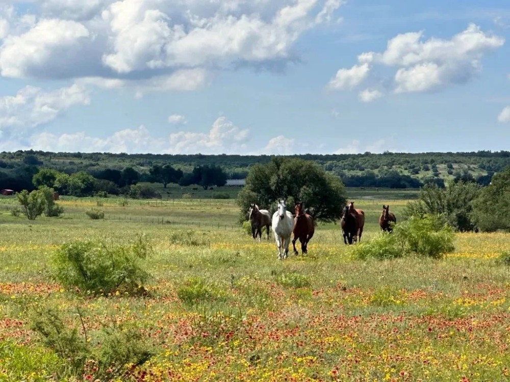 452 - Acres with Lake Springs Scattered Oaks Excellent grasses featured image