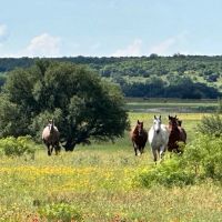 452 - Acres with Lake Springs Scattered Oaks Excellent grasses images 5