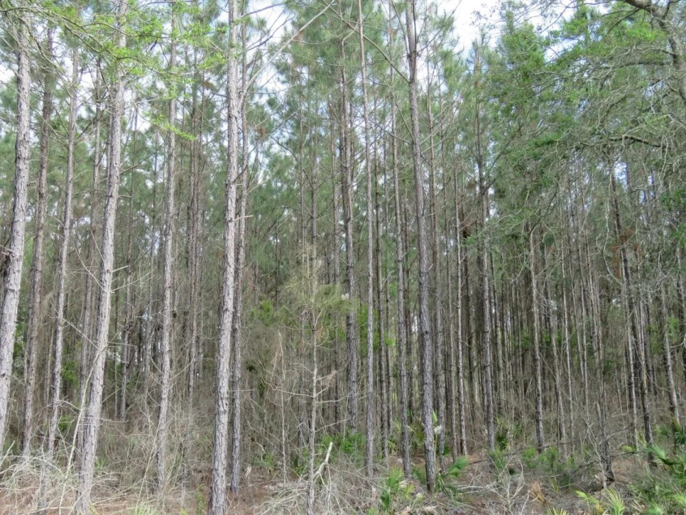McGee Branch West Tract featured image