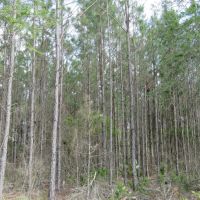 McGee Branch West Tract