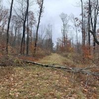 7 acres Hunting Land and Building Lot in Allegany NY State Route 16
