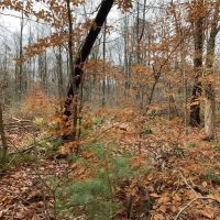 7 acres Hunting Land and Building Lot in Allegany NY State Route 16 images 2