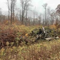 7 acres Hunting Land and Building Lot in Allegany NY State Route 16 images 3