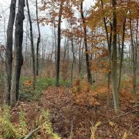 7 acres Hunting Land and Building Lot in Allegany NY State Route 16 images 4