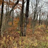 7 acres Hunting Land and Building Lot in Allegany NY State Route 16 images 5