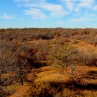 Huge Variety of Exotics and Deer Hunting Packages Year Round with no Limits!