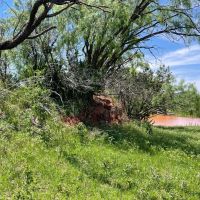 New Listing 141 Acres Taylor County images 4