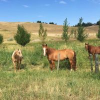 Castle Butte Ranch images 2