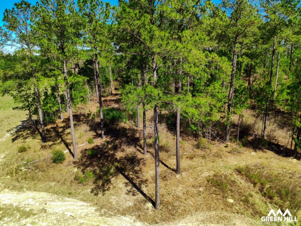 Buck Creek Hill Plantation 45 Acres featured image