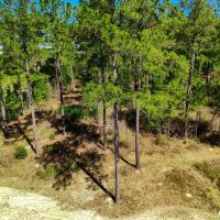 Buck Creek Hill Plantation 45 Acres