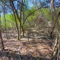 Buck Creek Hill Plantation 45 Acres images 4