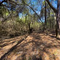 Buck Creek Hill Plantation 45 Acres images 5
