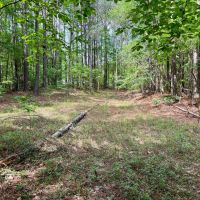16.98 Acres in Winston County MS images 2