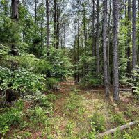 16.98 Acres in Winston County MS images 3