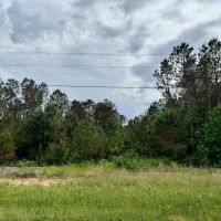 16.98 Acres in Winston County MS images 4