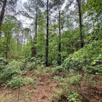 16.98 Acres in Winston County MS images 5